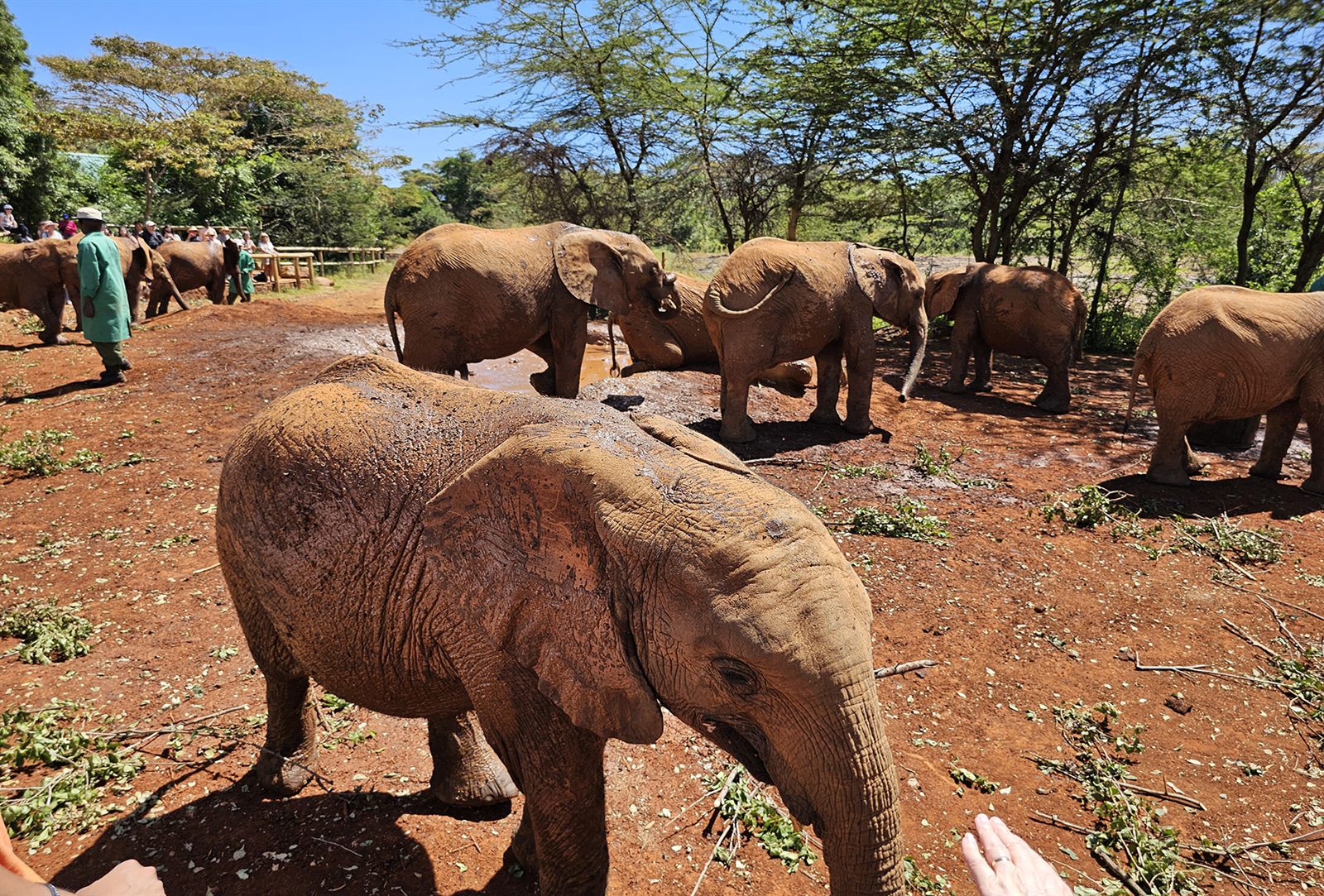 Young elephants with their keepers on red earth in East Africa